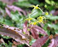 Big bright yellow flowers and elongated reddish foliage